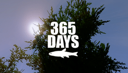 Quelle configuration minimale / recommandée pour jouer à 365 Days ?
